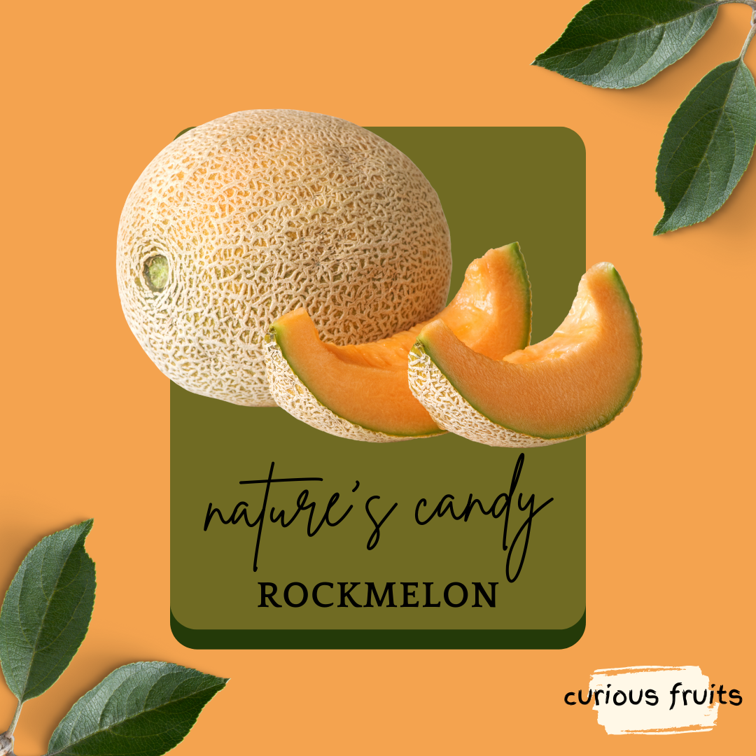MELON - Rock Melon