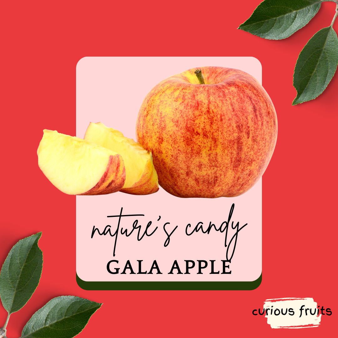 APPLE - Royal Gala Apple [New Zealand] [1 Pack - 2 Piece]
