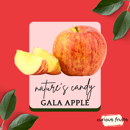APPLE - Royal Gala Apple [New Zealand] [1 Pack - 2 Piece]