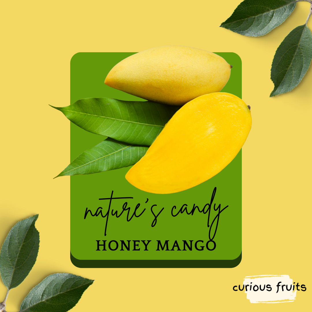 MANGO - Golden Mango [1 Pack - 2 Piece]