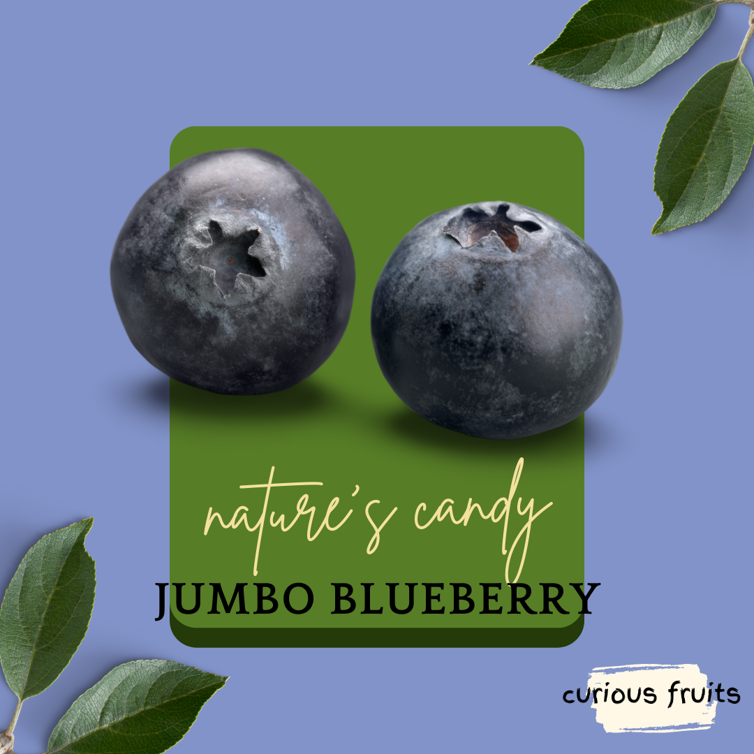 BERRY - Blueberries [Jumbo] [1 Punnet - 200g]