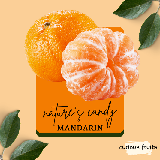 CITRUS - Sugar Mandarin Orange [1 Pack - 3 Piece]