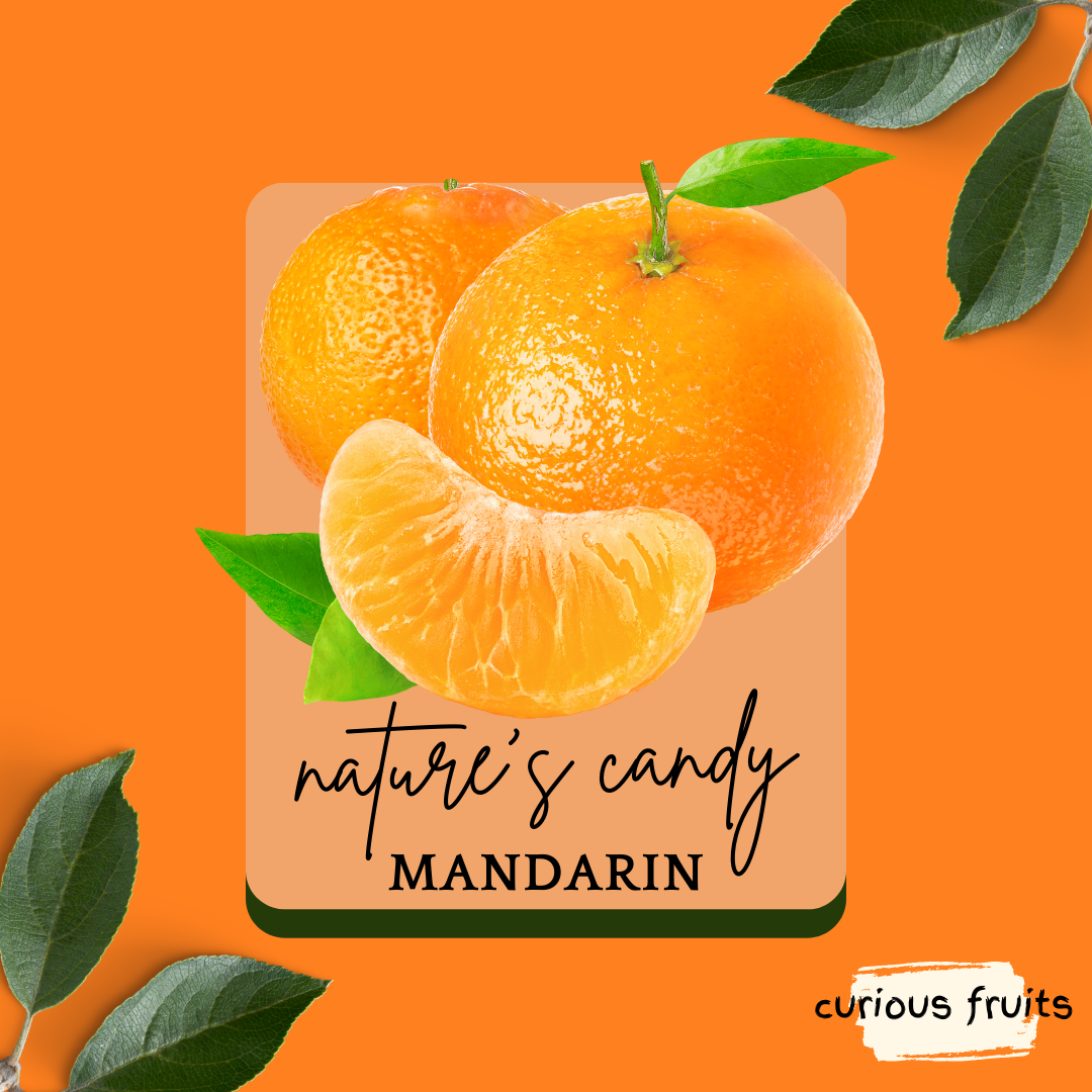 CITRUS - Sugar Mandarin Orange [1 Pack - 3 Piece]
