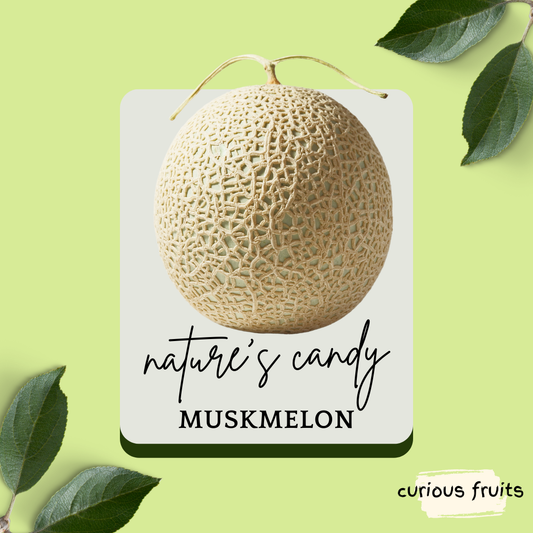 MELON - Japanese Musk Melon [China]