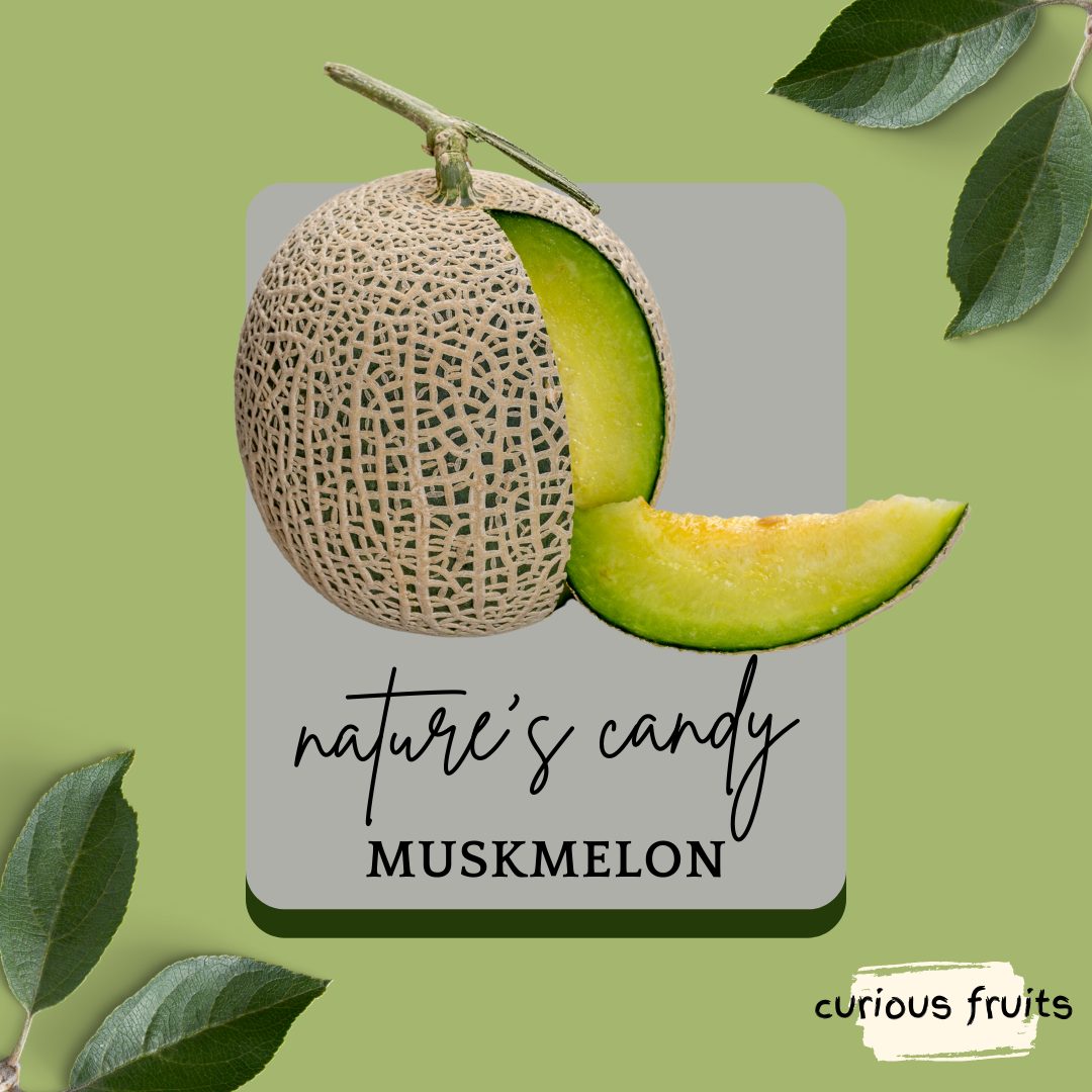 MELON - Japanese Musk Melon [China]