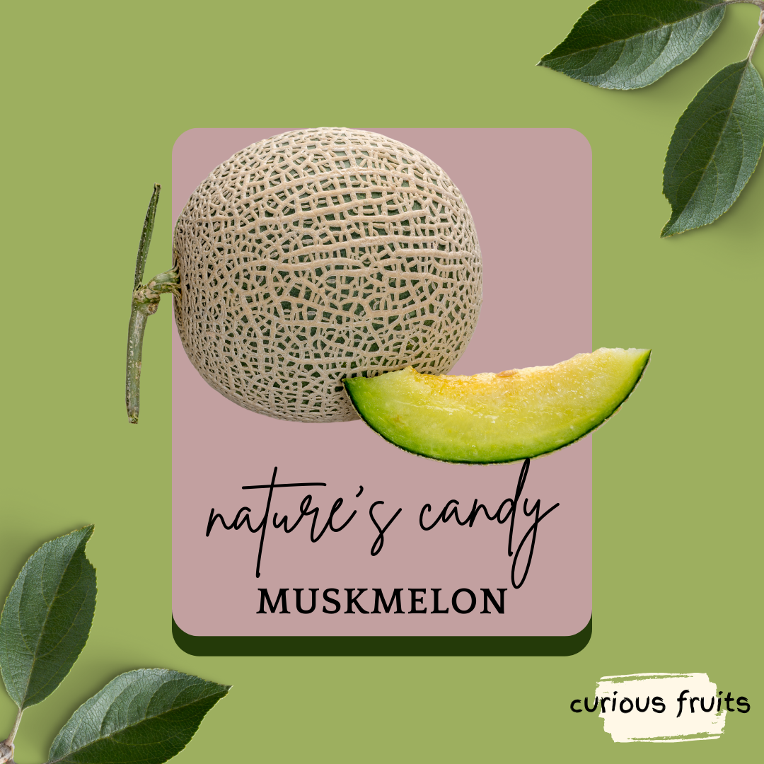 MELON - Japanese Musk Melon [China]
