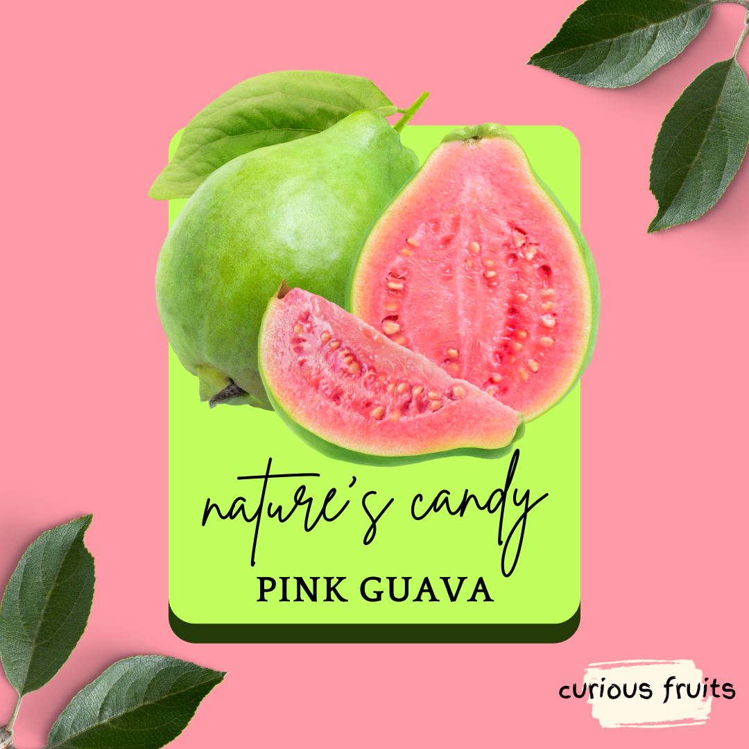 GUAVA - Pink Guava [Vietnam] [1 Pack - 2 Piece]