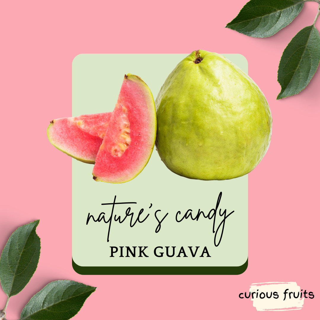 GUAVA - Pink Guava [Vietnam] [1 Pack - 2 Piece]