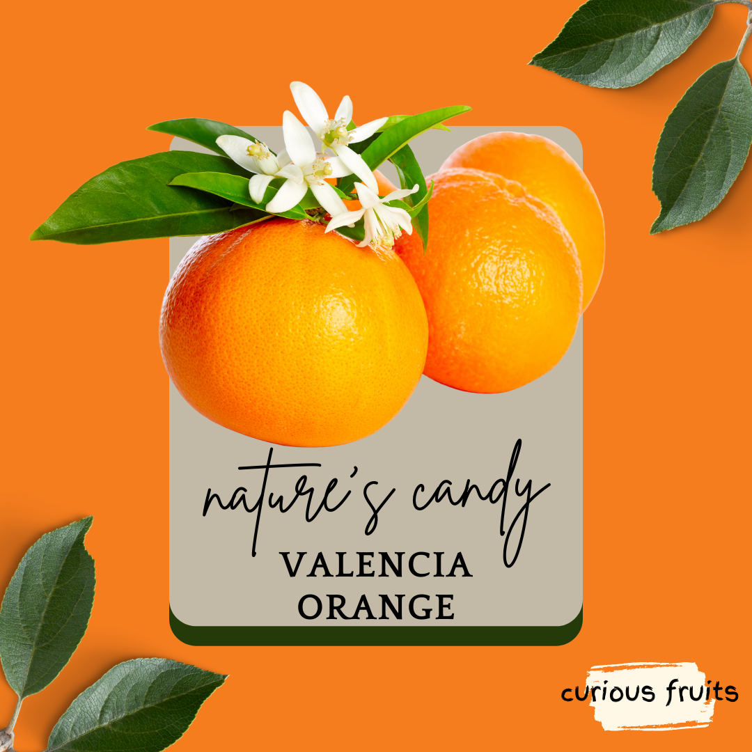 CITRUS - Valencia Orange [1 pack - 2 Piece]
